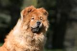 CHOW CHOW 653